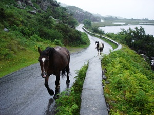 Lonely horses in ireland