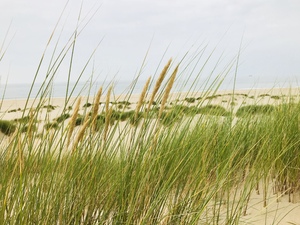 Tall grass and sand at the beach