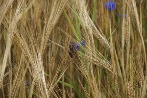 Cricket in the wheat field