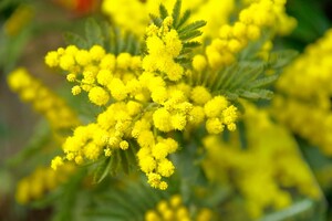 Close up of a mimosa plant