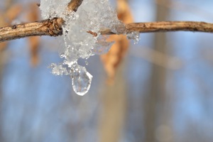Ice melting  on a branch tree