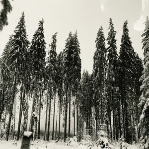 Tall pine trees covered with snow