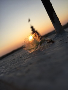Detail of a feather with the sunset on the back