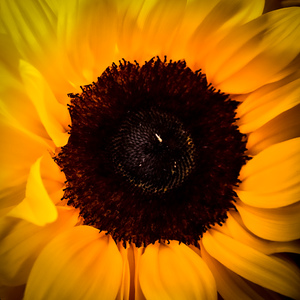 Squared sunflower