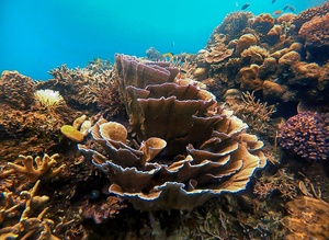 Exotic coral garden in underwater