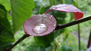 Water drops on a flower leaf