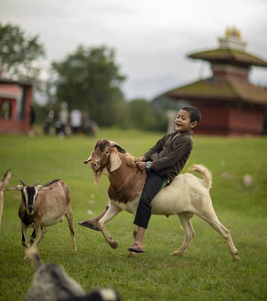 Boy riding a goat