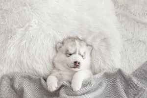 Puppy of husky breed sleeping on the bed, eyes closed