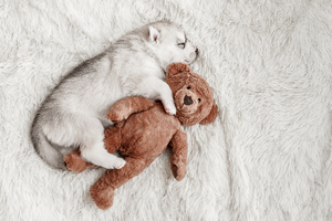 Puppy of husky breed sleeping with the teddy bear in the bed