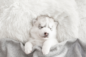 Sleeping little husky puppy