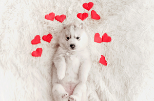 A little puppy of husky breed lying in bed with red hurts