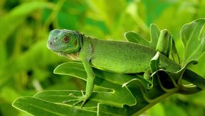 Green gecko on green leaf