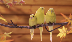 The yellow parrot family.