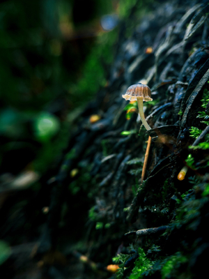 Little mushroom growing on a tree