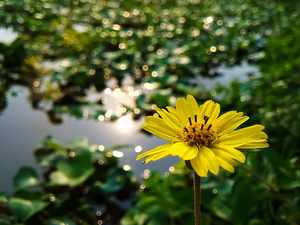 The yellow flower in the lake