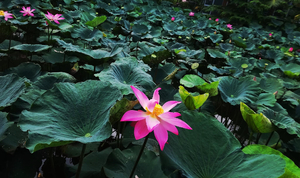 Pink lotus in the lake