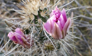 Cactus flower Phoenix AZ