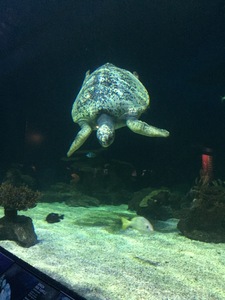 turtle at Vancouver Aquarium