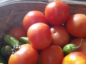 Fresh and healthy red tamoto