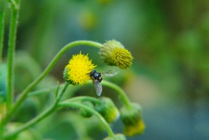 Small Honey bee on yellow flower