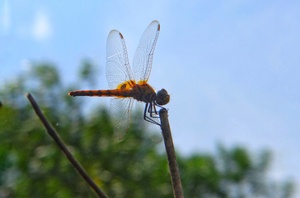 Dragonfly with blur background