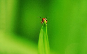 Red little insect