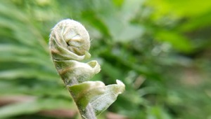 close-up-of-leaf