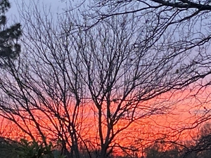 Sunset behind the trees