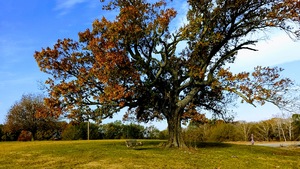 A beautiful tree on a fall morning.