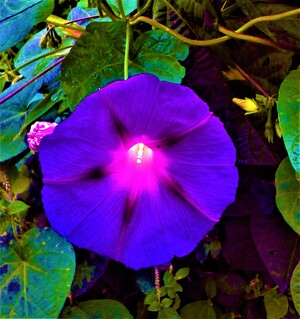 Wildflower in violet