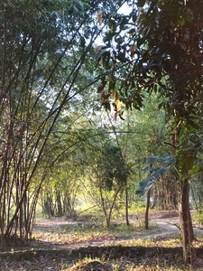 Bamboos, forests, greens