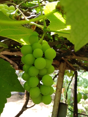 En casa cosechsmos uvas