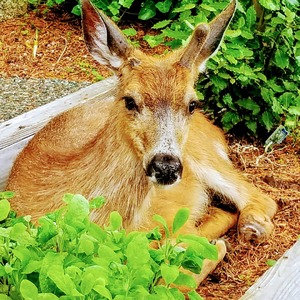 Deer laying in flower bed