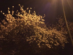 cherry tree in bloom on a spring night