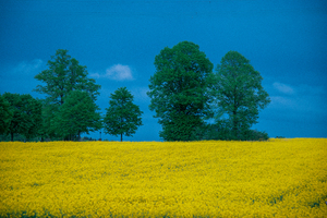 Rapeseed with Clouds in the Sky in Bavaria