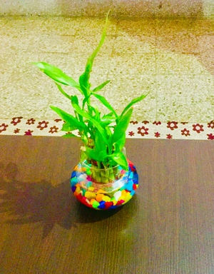 Lucky bamboo in drawing room