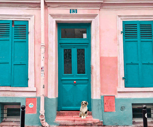 A front door with a dog