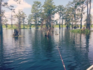 The beautiful Louisiana water