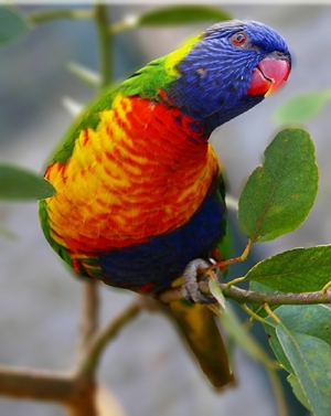A beautiful colour parrot