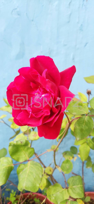 Beautiful Rose sign of love
