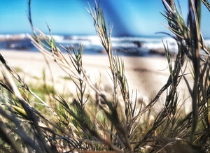 Close-up of grasses growing near the shore.