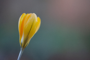 Yellow tulip shining bright in the sun