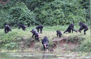 monkeys at a zoo in Kinshasa