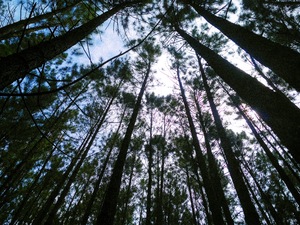 Low angle view of trees growing against sky in forest