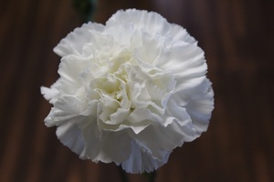 An extreme closeup of a white flower.