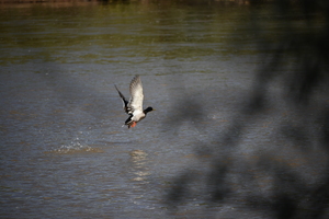 duck flying Rio Grand
