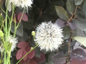 Dandelions in the yard