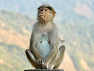 A monkey with mercy face