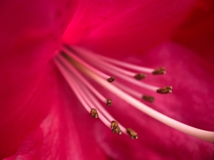 pink flower macro texture
