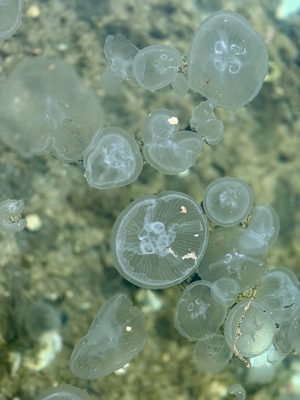jellyfish in Black Sea